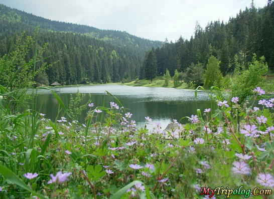 akgol lake in ayancik region in sinop,turkey,lake,forest,akgol,aynacik,sinop,landscape