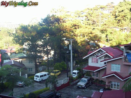 baguio,city,philippines,trees