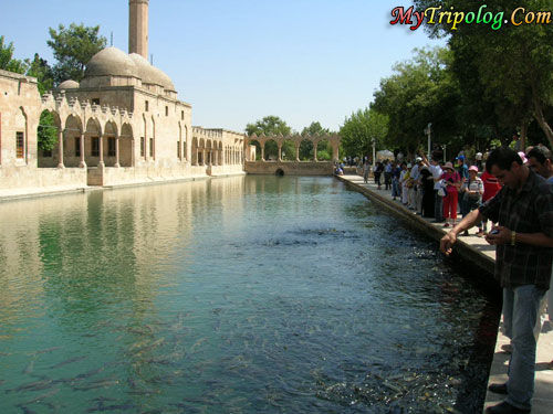 Tourists feeding the fish in Balıklıgöl,balikli,gol,urfa,turkey