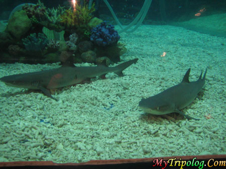 sharks in manila ocean park,manila oceanpark,sharks,philippines