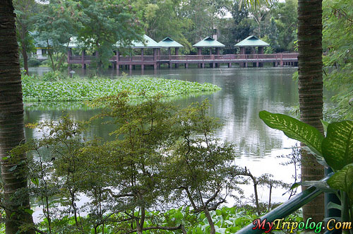 nature beauty in ninoy aquino wildlife park manila,ninoy aquino park,lagoon,gret view,philippines