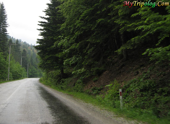 road to abant,bolu,turkey,road,abant