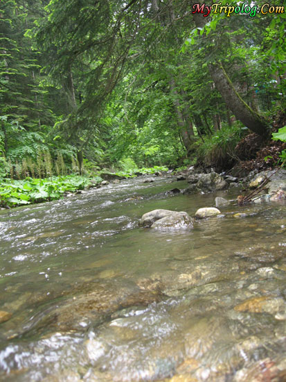 a stream before abant lake,river,bolu,abant,turkey