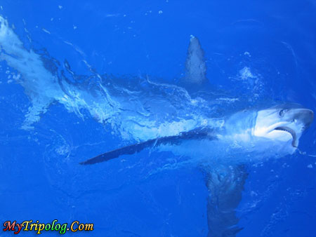 thresher shark,malapascua island,cebu,philippines,underwater