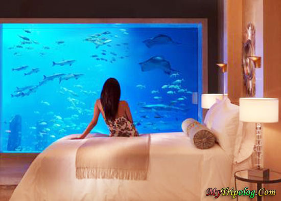 atlantis the palm hotel,view dubai,woman in hotel,woman,aquarium,dubai hotel