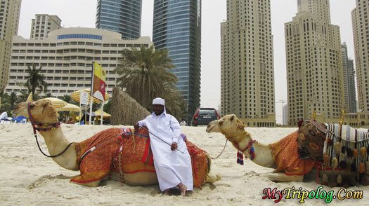 camels on dubai oasis beach,camels,dubai,uae,beach