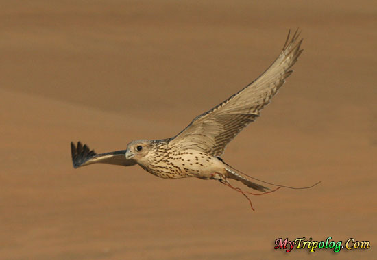 falcon in desert dubai,uae,desert,falcon,animal photo