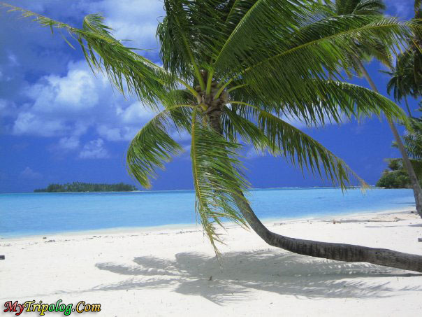 tahiti,pearl beach,bora bora,resort in bora bora,palm on beach,sea,