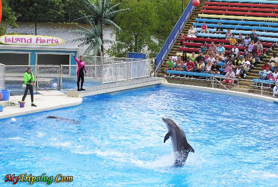 six flags great adventure,dolphin show,water park,new jersey,USA