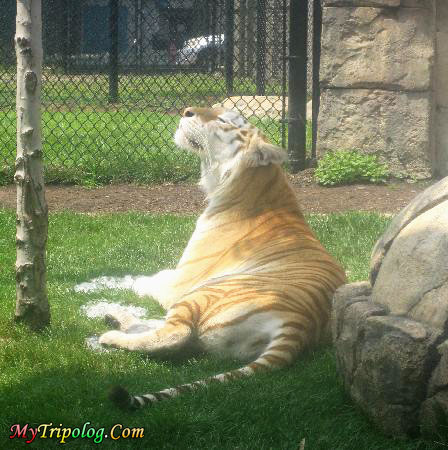 six flags great adventure wild life,six flags great adventure,tiger,new jersey