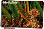 Cebu Festivals; Heritage Of A Rich Culture