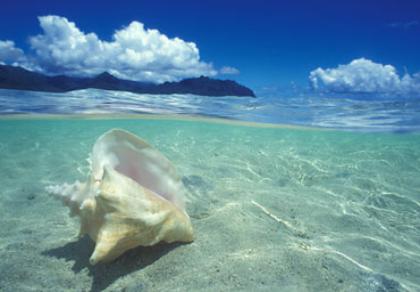 Beach Background on Hawaii Beach Shell