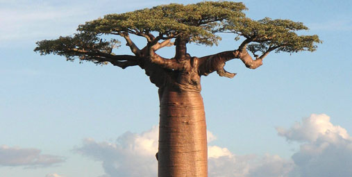 Baobab upside down tree