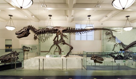 Dinasour Skeleton, American Museum of Natural History, New York