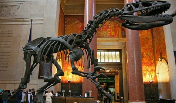 Dinasour Skeleton, American Museum of Natural History