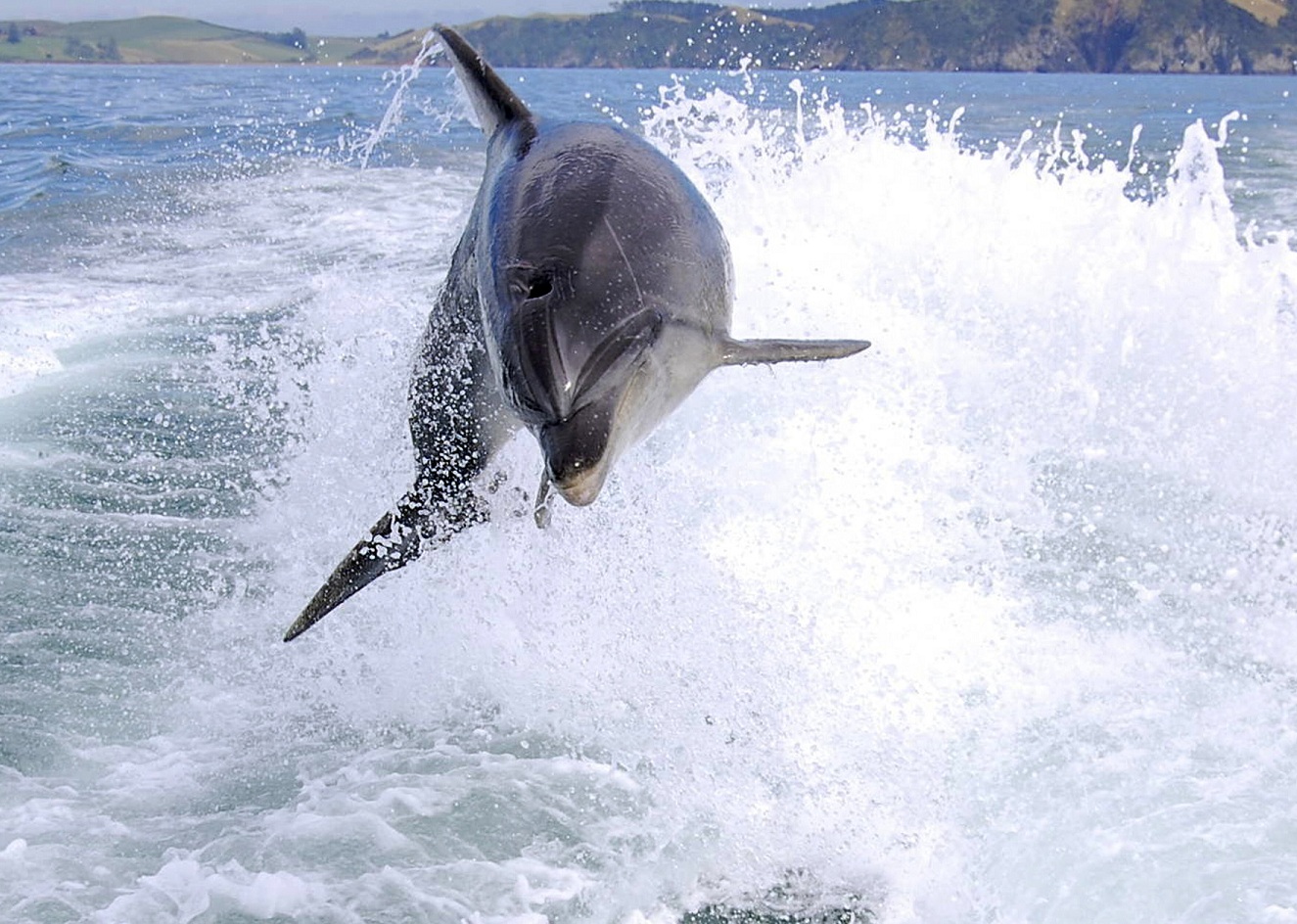 New Zealand Dolphin Bay of Islands, New Zealand, Dolphin Jumping