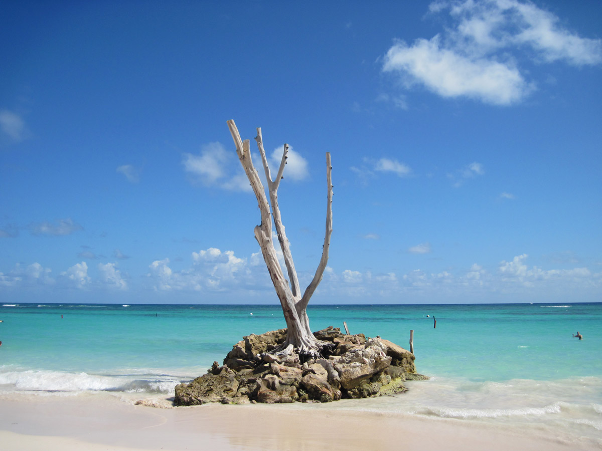 life and death, dry tree on beach punta cana