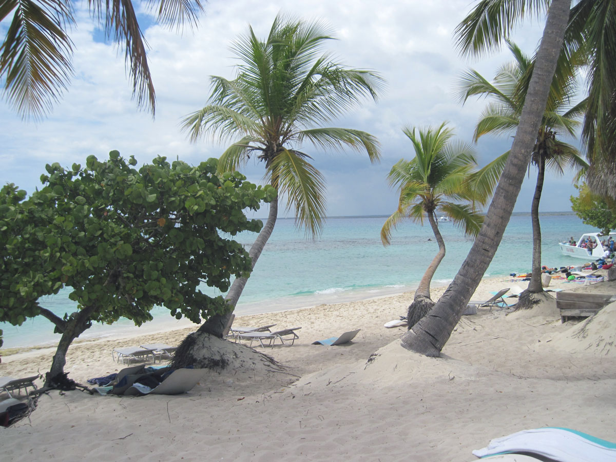 palm trees on beach catalina island