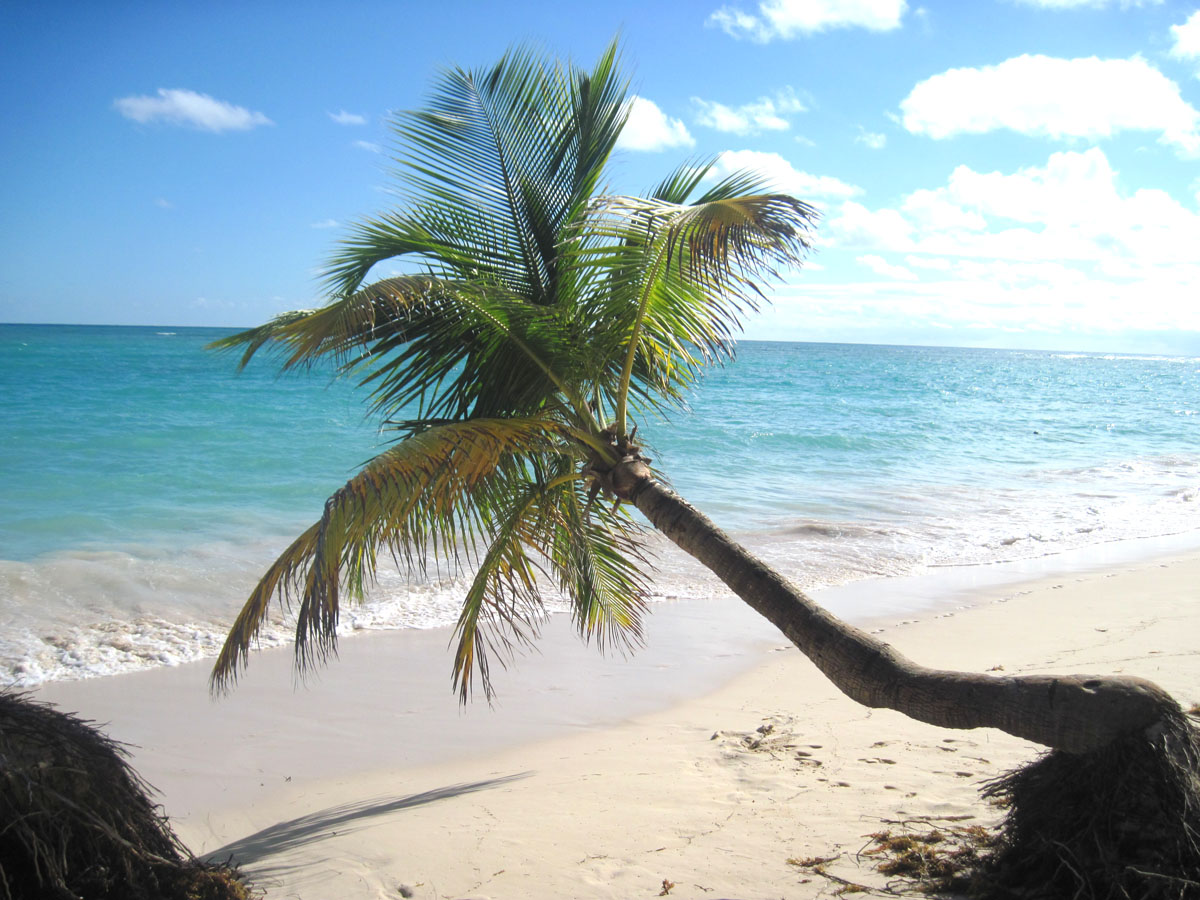 punta cana palm on the beach caribbean