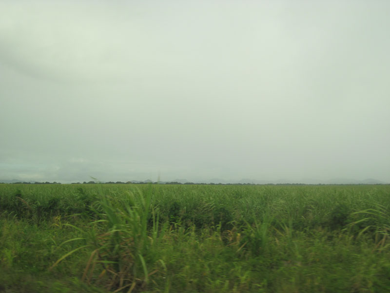 sugar cane field in dominican republic