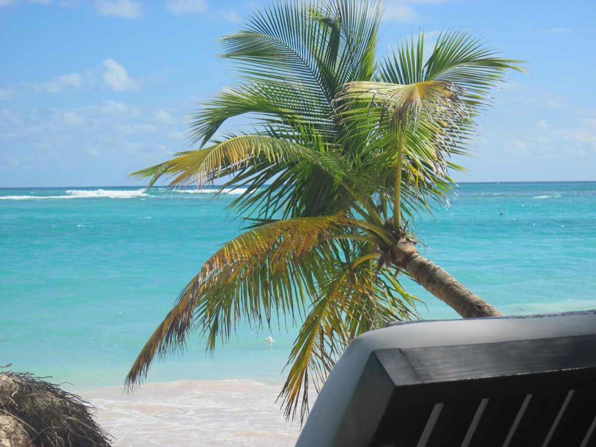 sun bed lounge beach palm tree ocean punta cana