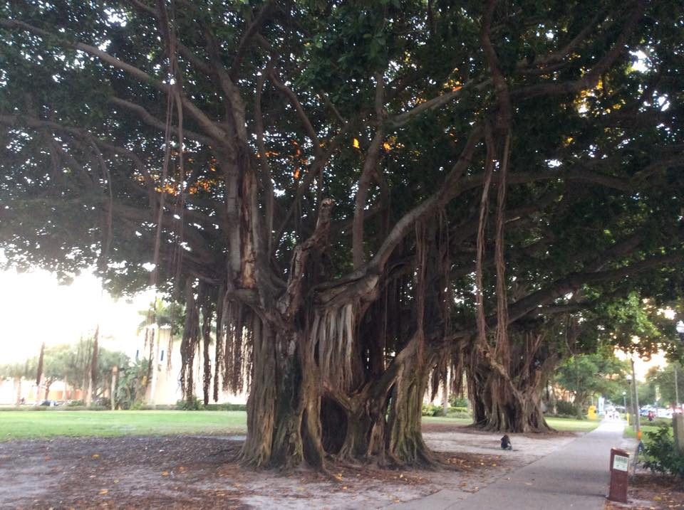 beautiful interesting trees in florida