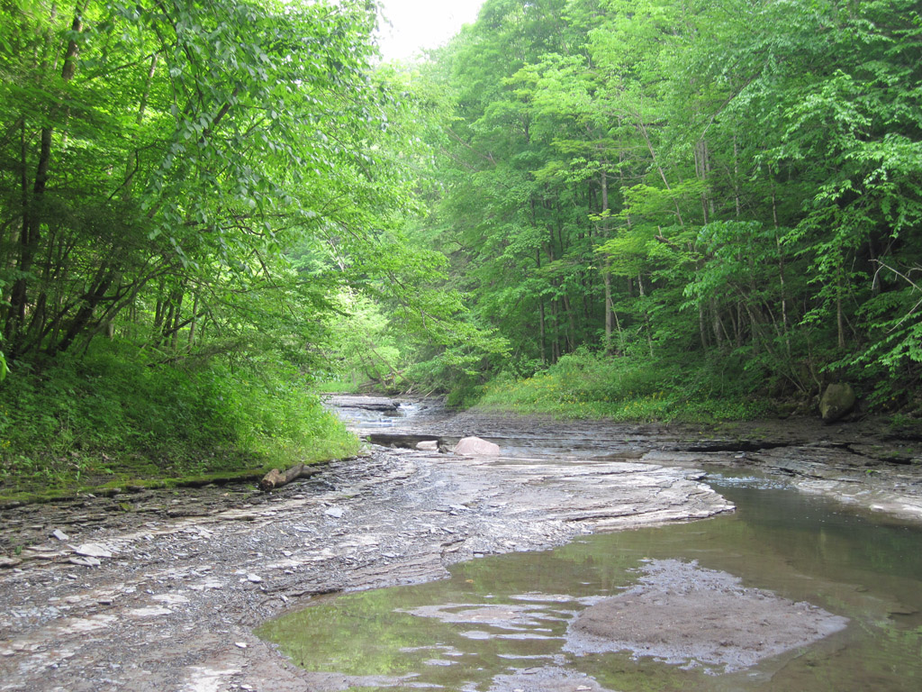 chautauqua creek gorge state forest westfield ny